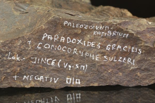 Paradoxides gracilis – Bild 9