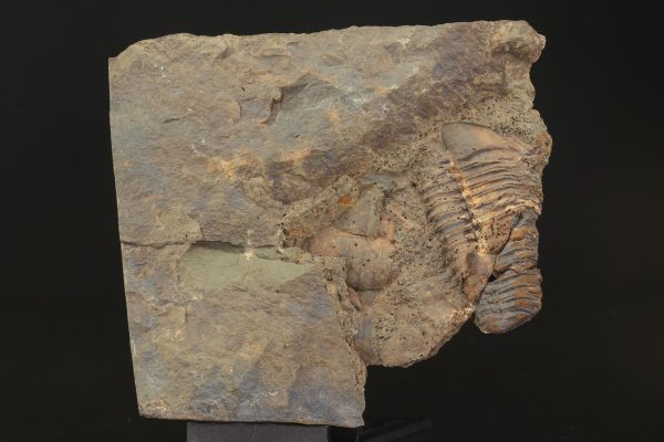Paradoxides gracilis – Bild 7