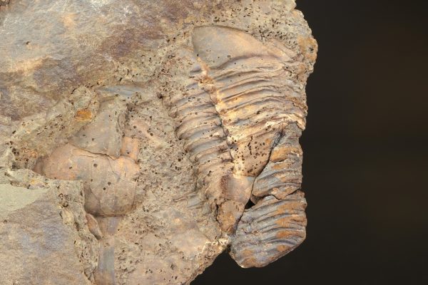 Paradoxides gracilis – Bild 8