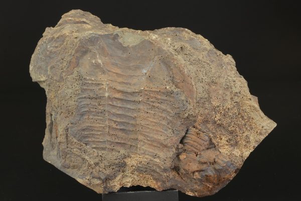 Paradoxides gracilis – Bild 3