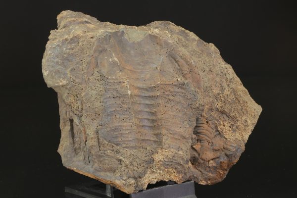 Paradoxides gracilis – Bild 2