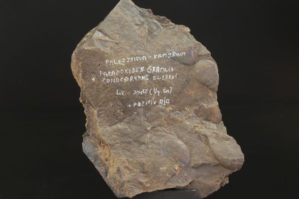 Paradoxides gracilis – Bild 4