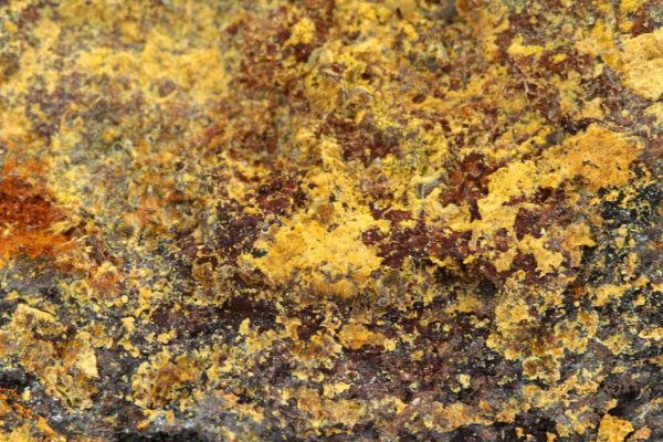 Kakoxen – Bild 5