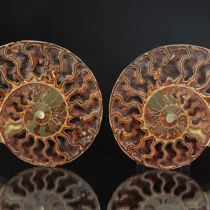 Ammonit der Gattung Cleoniceras