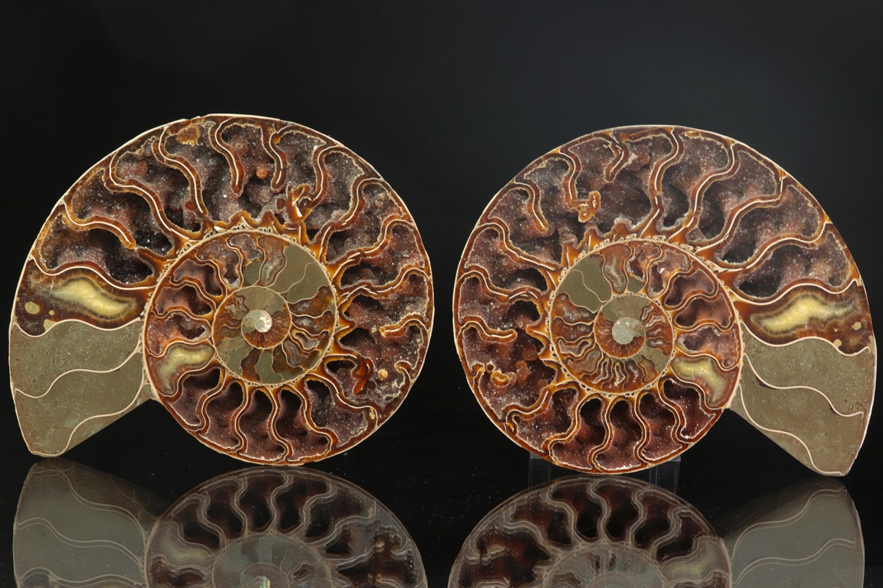 Ammonit der Gattung Cleoniceras