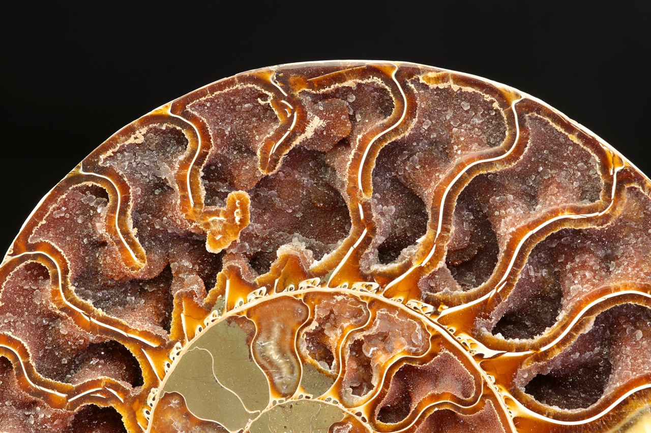 Ammonit der Gattung Cleoniceras – Bild 3