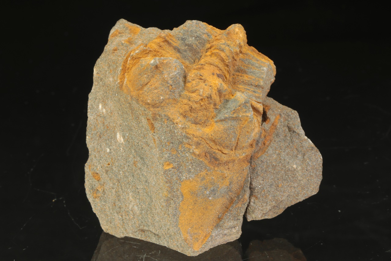 Ptychoparia striata – Bild 2