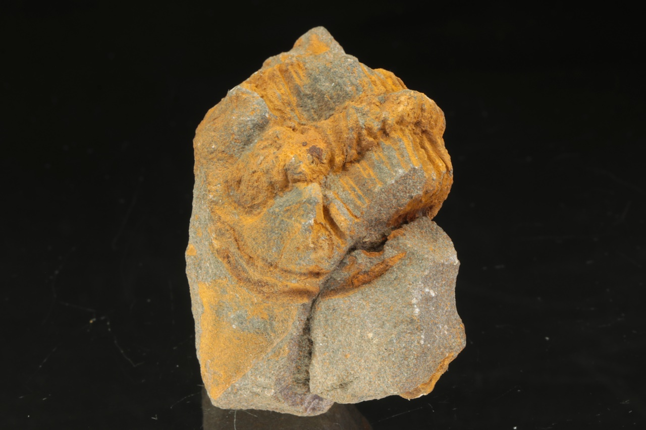 Ptychoparia striata – Bild 3