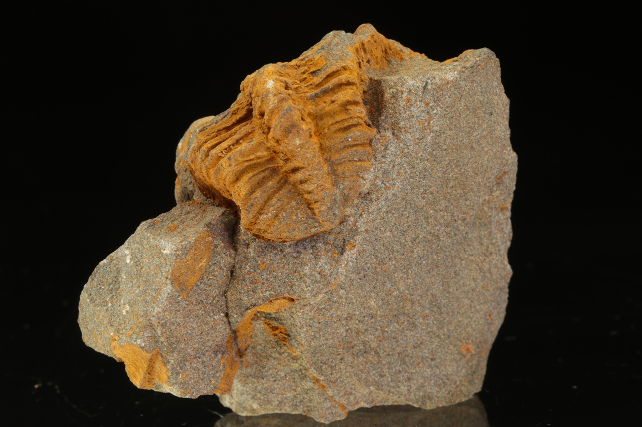 Ptychoparia striata – Bild 5