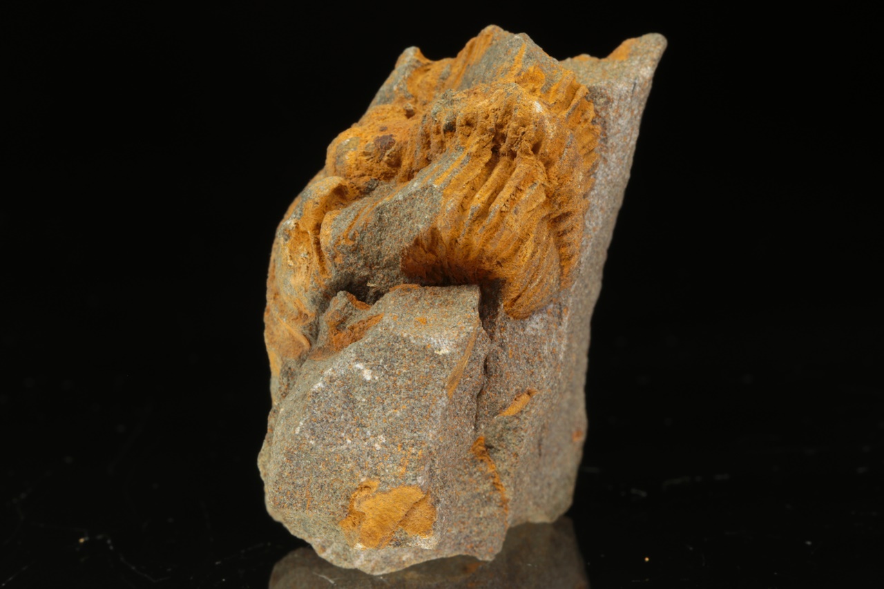 Ptychoparia striata – Bild 4