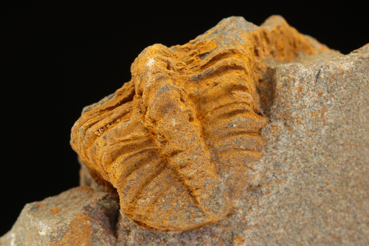 Ptychoparia striata – Bild 7