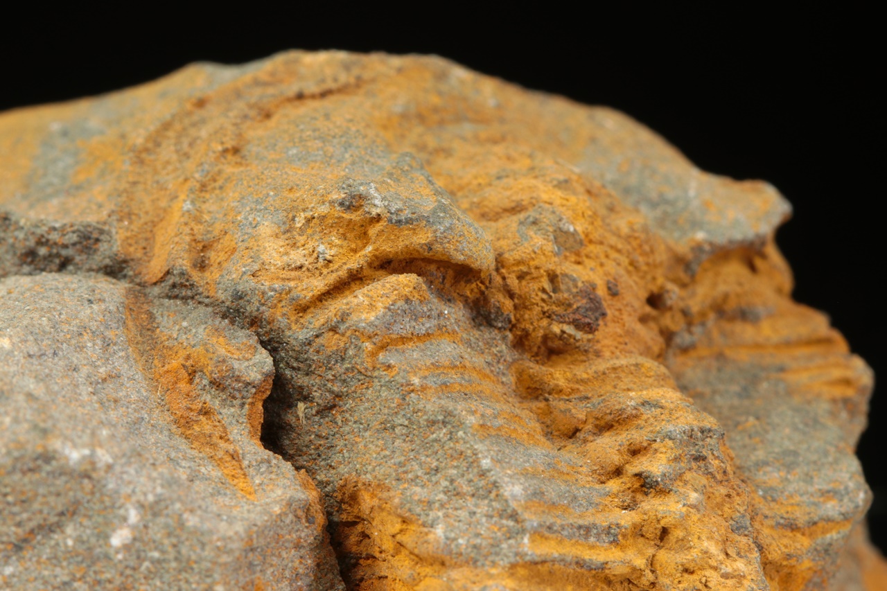 Ptychoparia striata – Bild 8