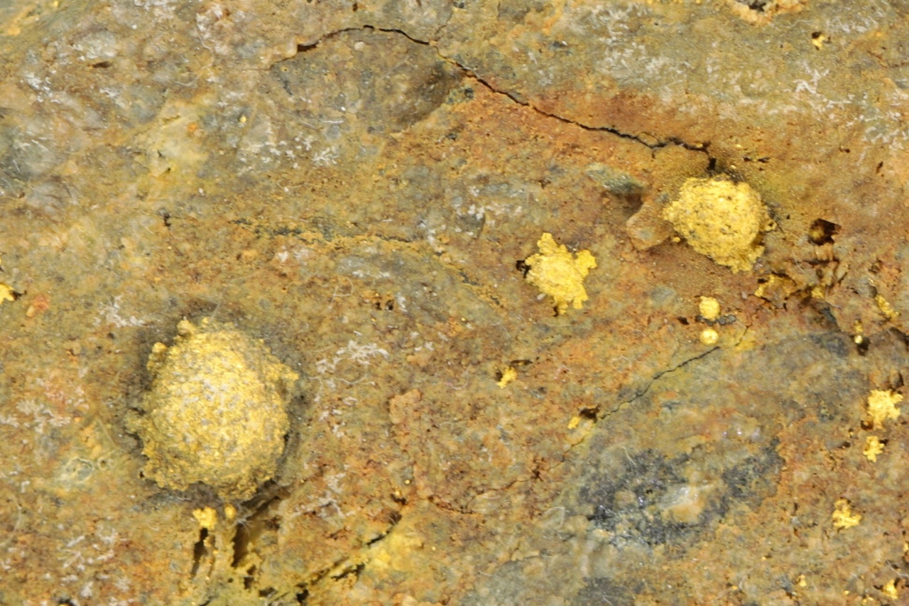 Calaverit (geröstetes Erz) – Bild 5