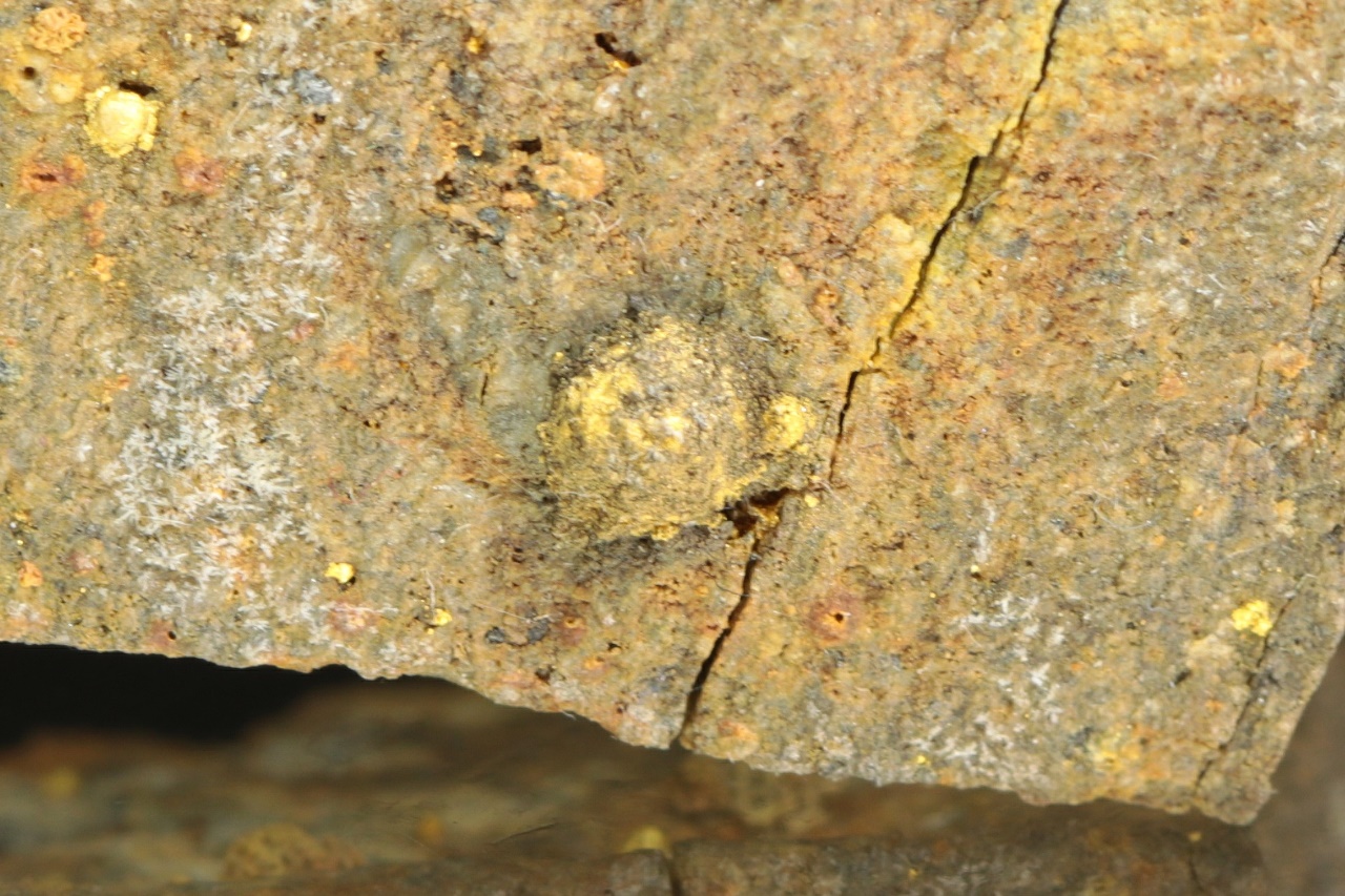 Calaverit (geröstetes Erz) – Bild 8