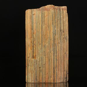 Stängelige Orthotula